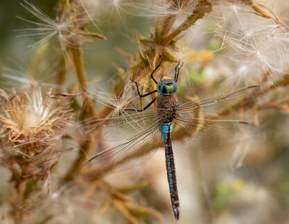 Libellule : Anax napolitain (anax parthenope)