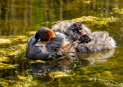 Grèbe castagneux Tachybaptus ruficollis - Little Grebe