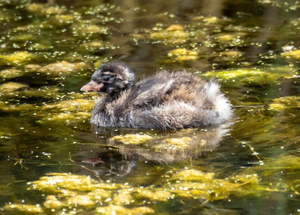 Grèbe castagneux Tachybaptus ruficollis - Little Grebe