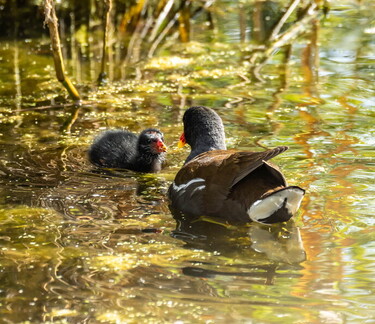 Gallinule poule-d'eau Gallinula chloropus - Common Moorhen