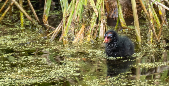 Gallinule poule-d'eau Gallinula chloropus - Common Moorhen