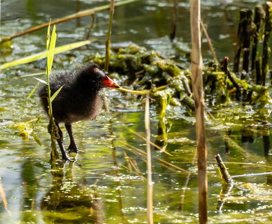 Gallinule poule-d'eau Gallinula chloropus - Common Moorhen