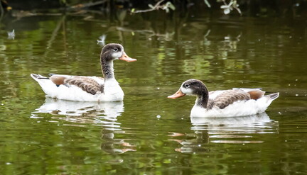 Tadorne de Belon Tadorna tadorna - Common Shelduck