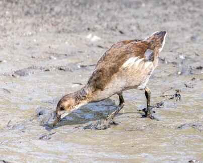 Gallinule poule-d'eau Gallinula chloropus - Common Moorhen