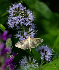  Pyrale du houblon (Patania ruralis ou Pleuroptya ruralis)