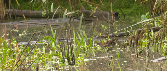  Marouette ponctuée Porzana porzana Spotted Crake