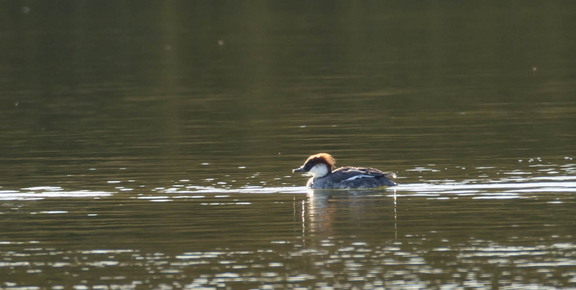  Harle piette Mergellus albellus Smew