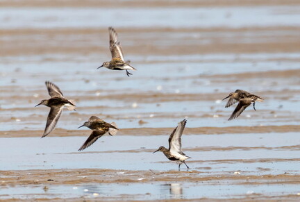  Bécasseau variable Calidris alpina Dunlin