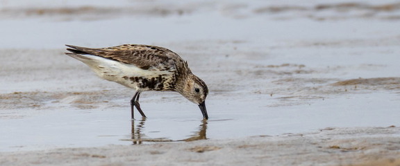  Bécasseau variable Calidris alpina Dunlin