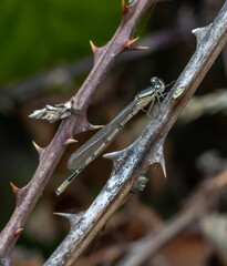 agrion porte-coupe