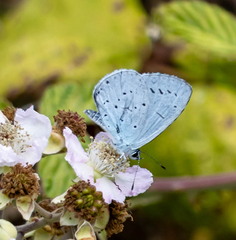 azuré des nerpruns (celastrina argiolus)