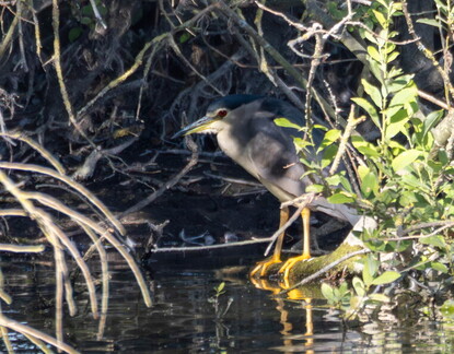 Bihoreau gris Nycticorax nycticorax - Black-crowned Night Heron