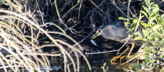 Bihoreau gris Nycticorax nycticorax - Black-crowned Night Heron