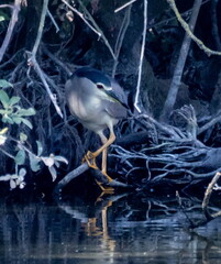 Bihoreau gris Nycticorax nycticorax - Black-crowned Night Heron