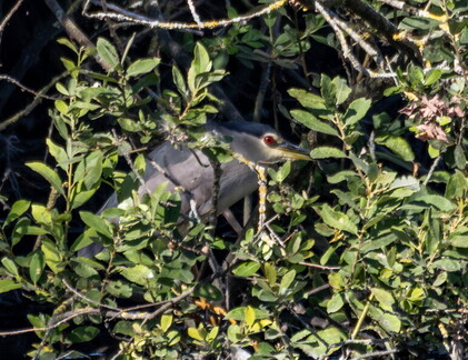 Bihoreau gris Nycticorax nycticorax - Black-crowned Night Heron