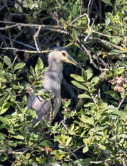 Bihoreau gris Nycticorax nycticorax - Black-crowned Night Heron