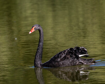 Cygne noir Cygnus atratus - Black Swan