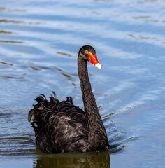 Cygne noir Cygnus atratus - Black Swan