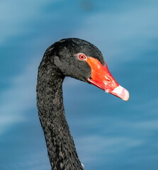 Cygne noir Cygnus atratus - Black Swan
