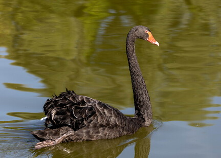 Cygne noir Cygnus atratus - Black Swan