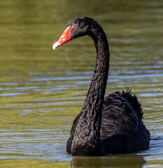 Cygne noir Cygnus atratus - Black Swan