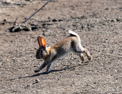 Lapin de garenne- Lapin commun (Oryctolagus cuniculus)