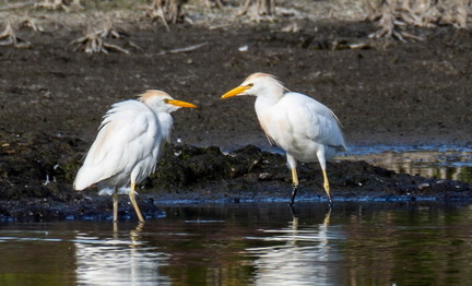 Héron garde-boeufs Bubulcus ibis - Western Cattle Egret