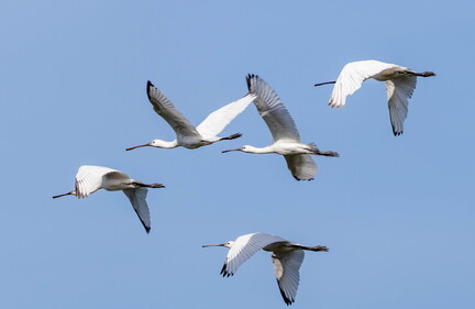 Spatule blanche Platalea leucorodia - Eurasian Spoonbill
