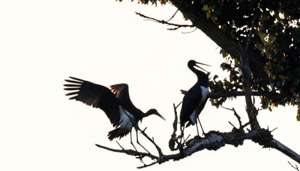  Cigogne noire Ciconia nigra Black Stork