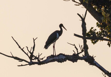  Cigogne noire Ciconia nigra Black Stork