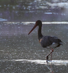  Cigogne noire Ciconia nigra Black Stork