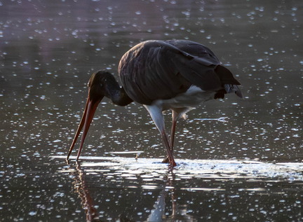  Cigogne noire Ciconia nigra Black Stork