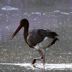cigogne