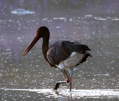  Cigogne noire Ciconia nigra Black Stork