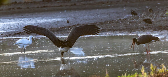  Cigogne noire Ciconia nigra Black Stork et  Spatule blanche Platalea leucorodia Eurasian Spoonbill