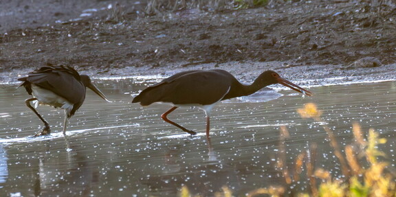  Cigogne noire Ciconia nigra Black Stork