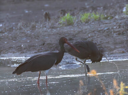  Cigogne noire Ciconia nigra Black Stork