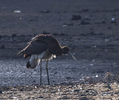  Cigogne noire Ciconia nigra Black Stork