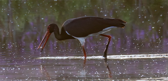  Cigogne noire Ciconia nigra Black Stork