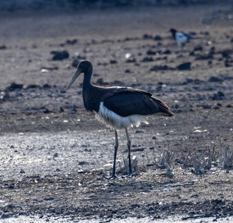  Cigogne noire Ciconia nigra Black Stork