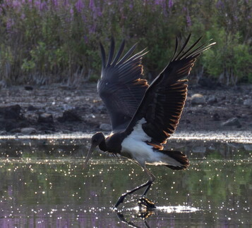  Cigogne noire Ciconia nigra Black Stork