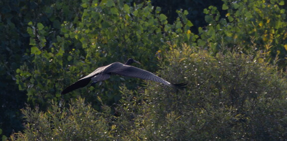  Cigogne noire Ciconia nigra Black Stork