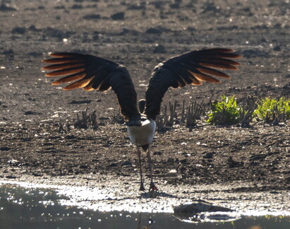 Cigogne noire Ciconia nigra Black Stork