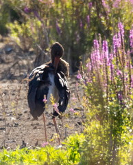 Cigogne noire Ciconia nigra Black Stork