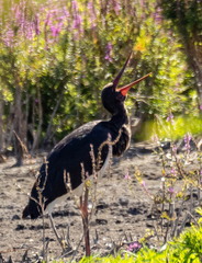 Cigogne noire Ciconia nigra Black Stork
