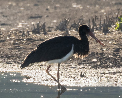 Cigogne noire Ciconia nigra Black Stork