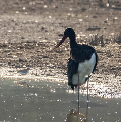 Cigogne noire Ciconia nigra Black Stork