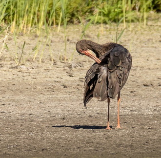 Cigogne noire Ciconia nigra Black Stork