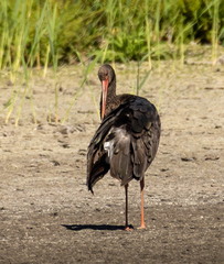 Cigogne noire Ciconia nigra Black Stork
