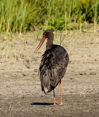 Cigogne noire Ciconia nigra Black Stork